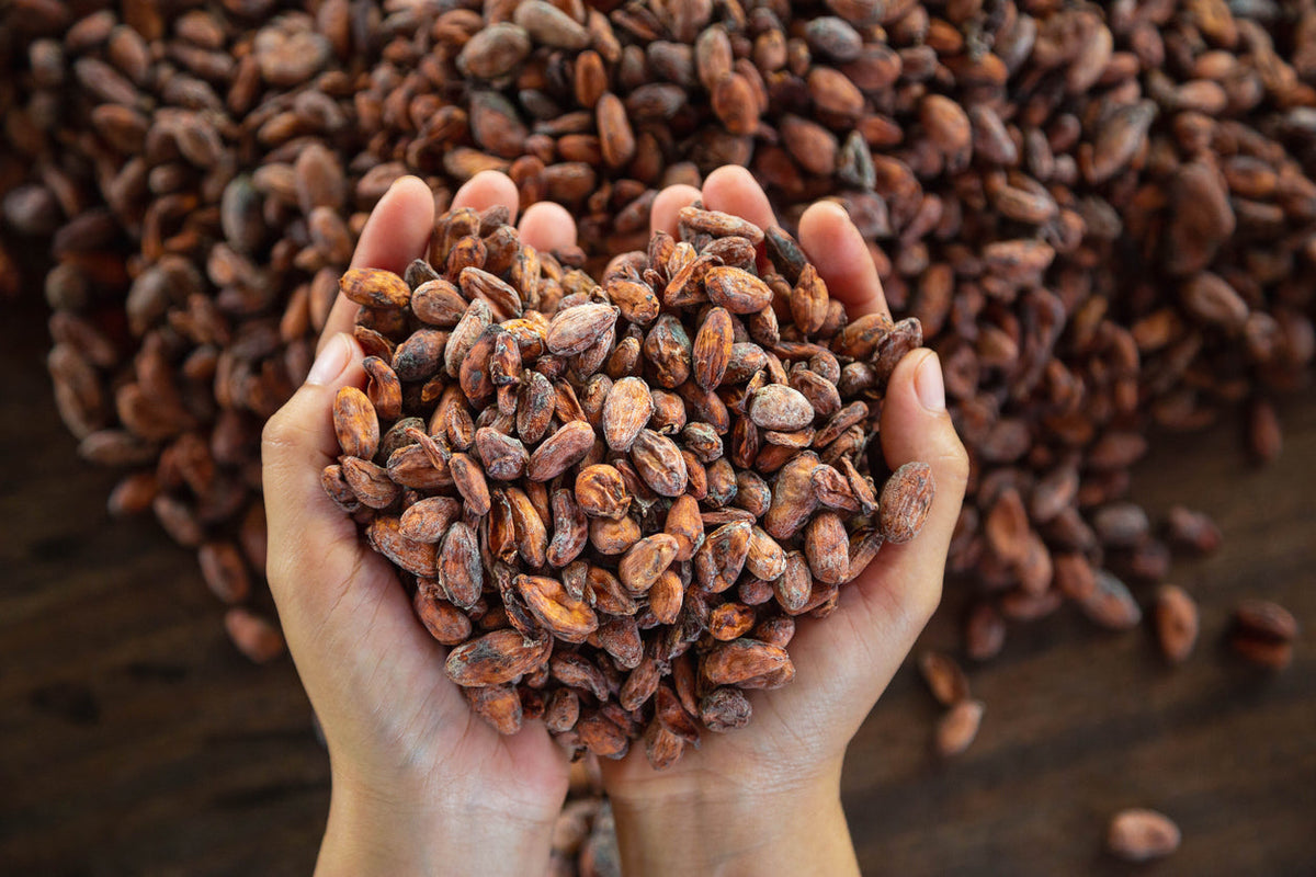 Cacao pods and beans beside a bar of chocolate