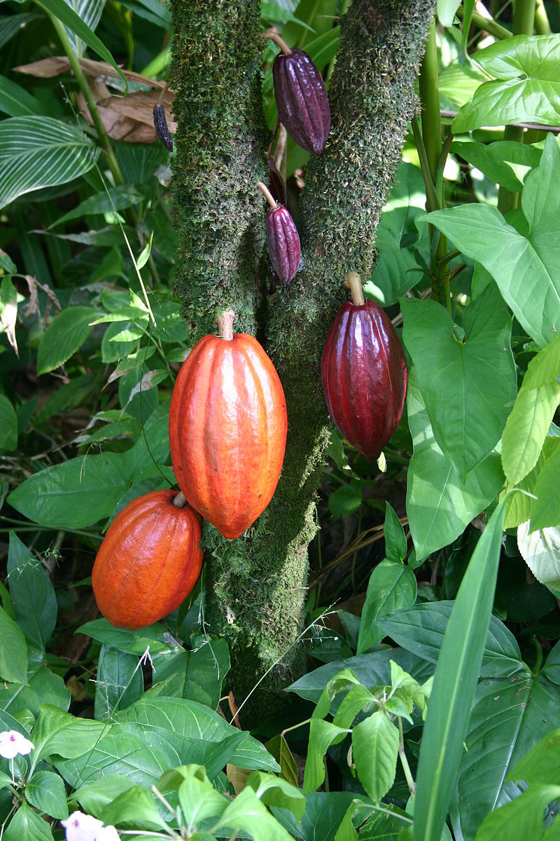 Chocolate bars and cocoa beans for a chocolate quiz