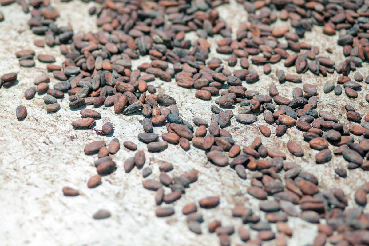 Cacao beans drying at a plantation in Necoclí, Colombia
