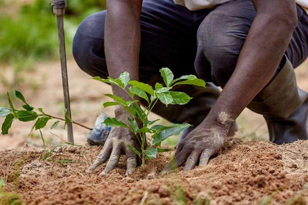 Cocoa farmer harvesting ripe cacao pods