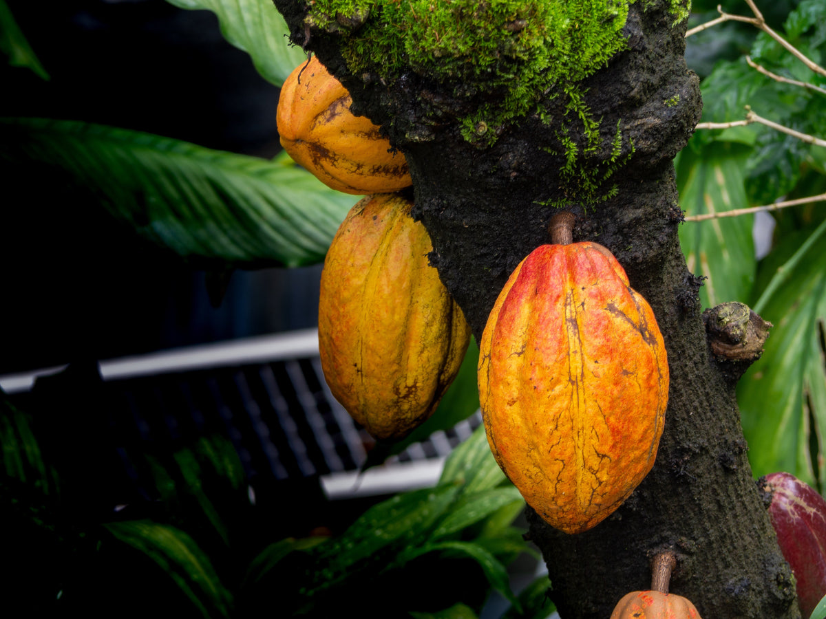 Opened cacao pod showing white pulp and beans