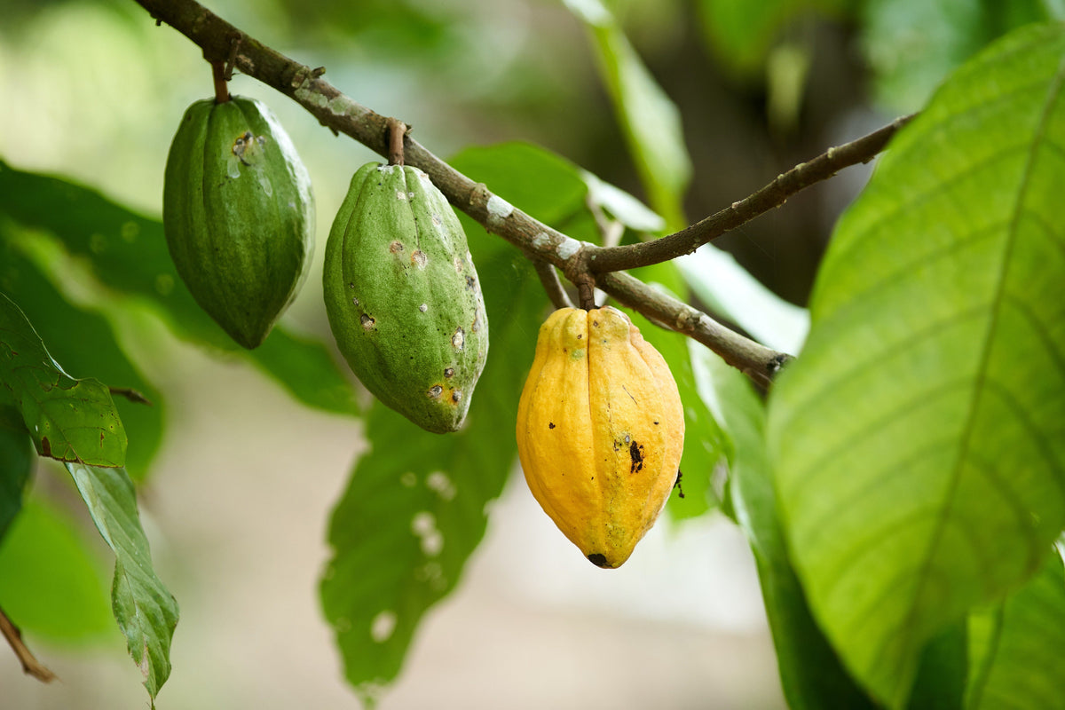Cocoa beans drying on a farm