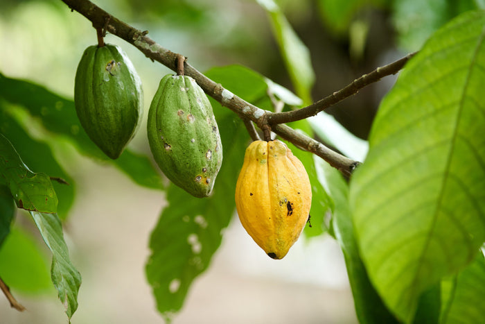 Cocoa beans drying on a farm